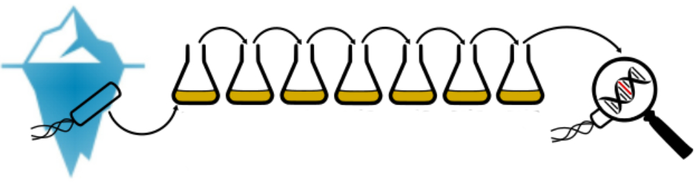 To study evolutionary adaptations we use laboratory evolution coupled to whole genome sequencing (Illustration: M. Toll Riera)