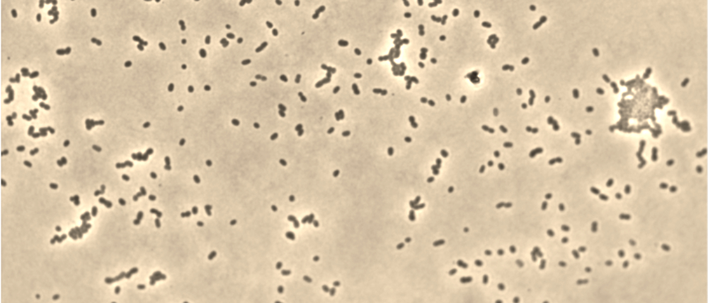 microscop image of Pseudoalteromonas haloplanktis